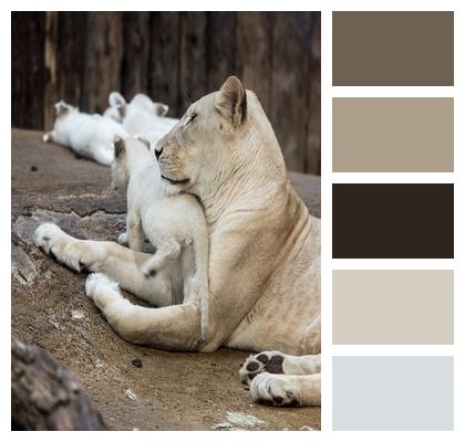 White Lion Lion Big Cat Image